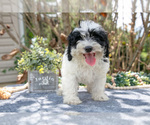 Puppy Stark Cavapoo