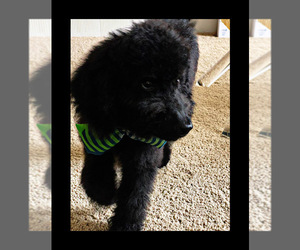 Bernedoodle Puppy for sale in GARNER, NC, USA