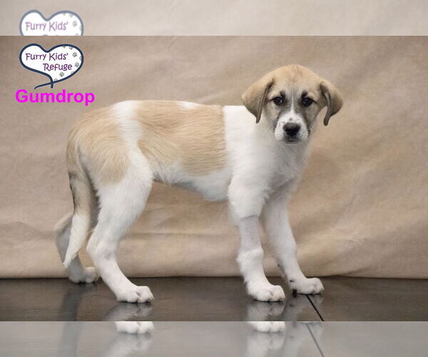 Medium Photo #2 Anatolian Pyrenees Puppy For Sale in Lee's Summit, MO, USA