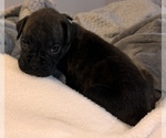 Small #3 Boxer