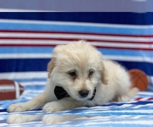 Pookimo Puppy for sale in LANCASTER, PA, USA