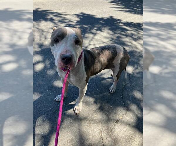 Medium Photo #1 American Pit Bull Terrier Puppy For Sale in Stockton, CA, USA