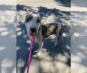 American Pit Bull Terrier Dogs for adoption in Stockton, CA, USA