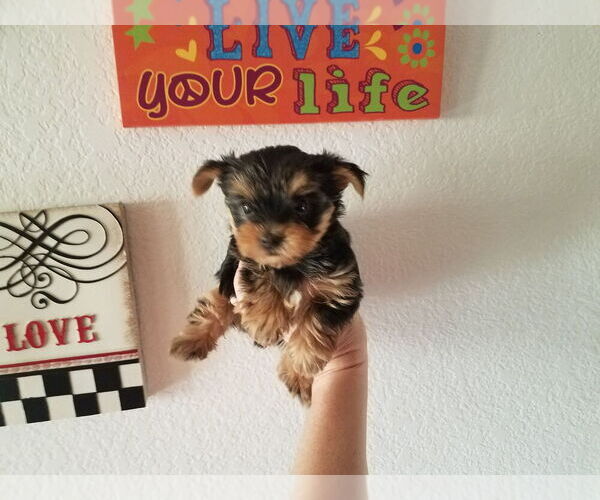 Medium Photo #2 Yorkshire Terrier Puppy For Sale in TUCSON, AZ, USA