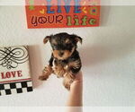 Small #1 Yorkshire Terrier