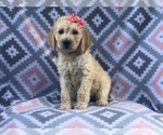 Small Photo #2 Goldendoodle Puppy For Sale in LAKELAND, FL, USA