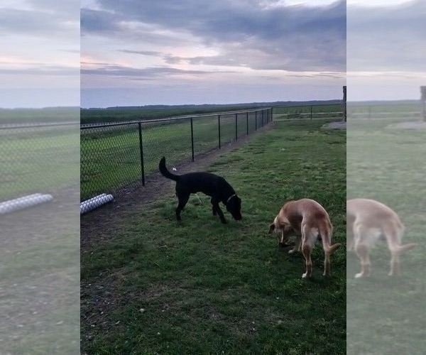 Medium Photo #1 Labrador Retriever Puppy For Sale in ELIZABETH CITY, NC, USA