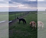 Small Photo #1 Labrador Retriever Puppy For Sale in ELIZABETH CITY, NC, USA