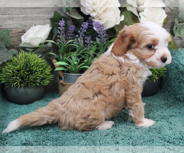 Medium Photo #7 Cavapoo (Miniature) Puppy For Sale in CARLISLE, KY, USA