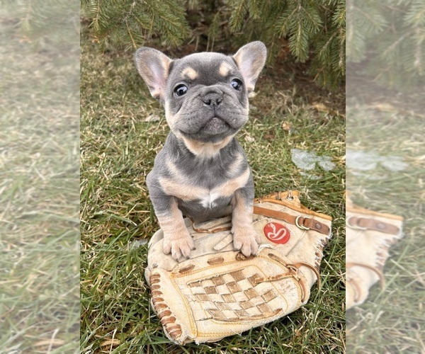 Medium Photo #4 French Bulldog Puppy For Sale in MIDDLEBURY, IN, USA
