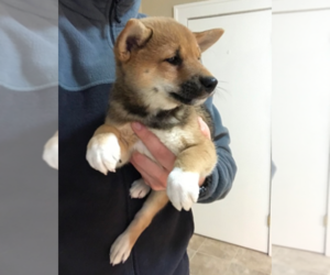 Shiba Inu Puppy for sale in MILWAUKEE, WI, USA