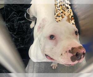 Staffordshire Bull Terrier Dogs for adoption in Orange, CA, USA