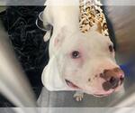 BIRDIE - Female Staffordshire Bull Terrier Dog for Adoption - Small photo