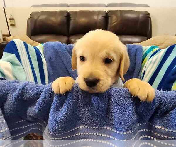 Medium Photo #6 Golden Retriever Puppy For Sale in BURKBURNETT, TX, USA