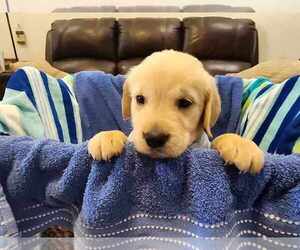 Medium Golden Retriever