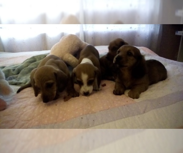 Medium Photo #5 Dachshund Puppy For Sale in GARDEN GROVE, CA, USA
