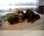 Small Photo #5 Dachshund Puppy For Sale in GARDEN GROVE, CA, USA
