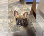 Small Photo #10 French Bulldog Puppy For Sale in Parlier, CA, USA