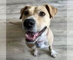 Small #7 American Pit Bull Terrier Mix