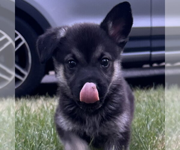 Medium Photo #4 German Shepherd Dog-Unknown Mix Puppy For Sale in Minneapolis, MN, USA