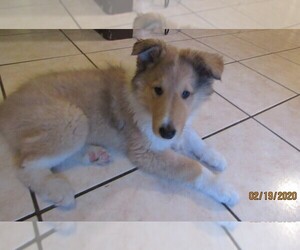 Collie Puppy for sale in WILMINGTON, NC, USA