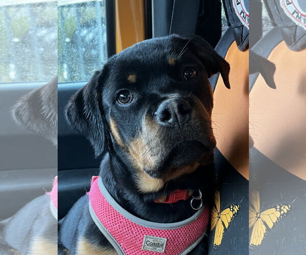 Medium Photo #3 Rottweiler Puppy For Sale in Mooresville, NC, USA