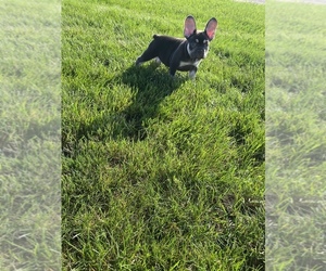 French Bulldog Puppy for sale in CHICAGO, IL, USA