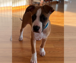 Mutt Dogs for adoption in Brooklyn Center, MN, USA