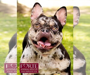 French Bulldog Dogs for adoption in Marina del Rey, CA, USA