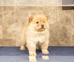 Small Photo #11 Chow Chow Puppy For Sale in NAPPANEE, IN, USA