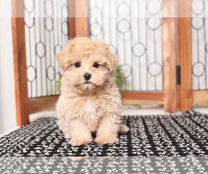 Maltipoo Puppy for sale in NAPLES, FL, USA