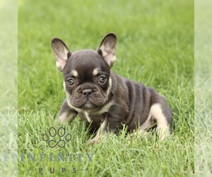 French Bulldog Puppy for sale in GORDONVILLE, PA, USA