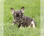 Small French Bulldog