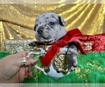 Small Photo #10 French Bulldog Puppy For Sale in HAYWARD, CA, USA