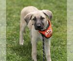 Small #10 Labrador Retriever Mix