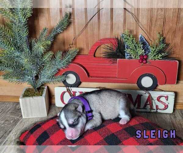 Full screen Photo #3 Siberian Husky Puppy For Sale in MIAMI, OK, USA