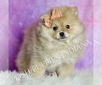 Small #3 Pomeranian