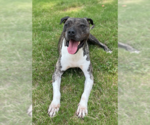 Small #9 Mastiff-Staffordshire Bull Terrier Mix