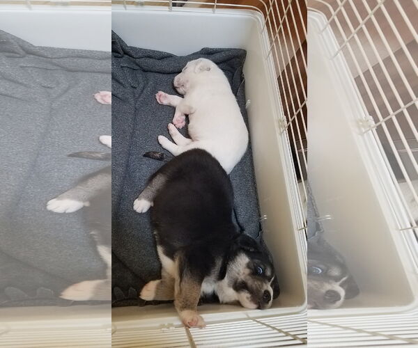 Medium Photo #22 Great Pyrenees-Unknown Mix Puppy For Sale in Houston, TX, USA