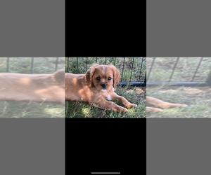 Cavalier King Charles Spaniel Puppy for sale in NILES, MI, USA