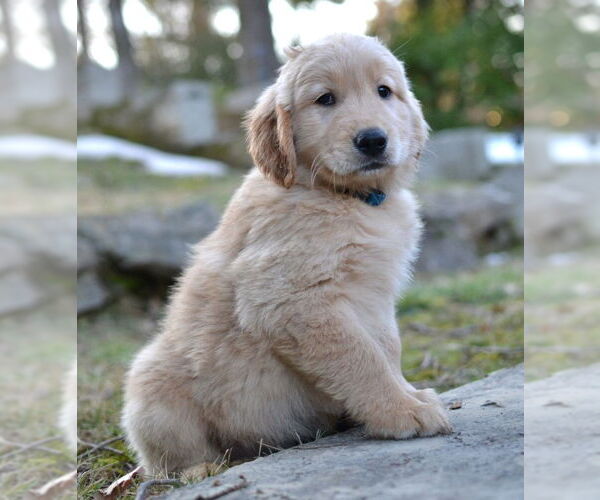 Medium Photo #2 Golden Retriever Puppy For Sale in Enfield, CT, USA