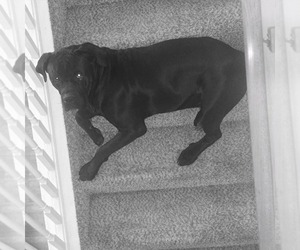 Father of the Cane Corso puppies born on 07/24/2025