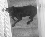 Small Photo #1 Cane Corso Puppy For Sale in COLORADO SPRINGS, CO, USA