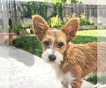 Small #2 Mutt