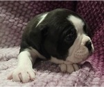 Small #2 Olde English Bulldogge