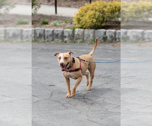 Medium Photo #5 Mutt Puppy For Sale in Elmsford, NY, USA