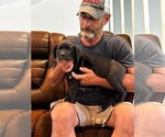 Small #4 Cane Corso