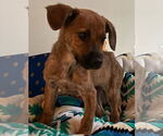 Small #1 Black Mouth Cur-Labrador Retriever Mix
