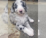 Puppy 3 Aussiedoodle
