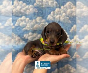Dachshund Puppy for sale in WINNSBORO, LA, USA